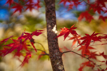 紅葉