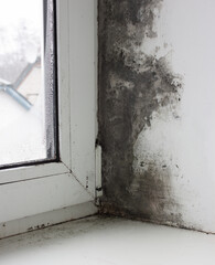 Fungus on the window and walls from excessive moisture in winter.