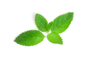 Young mint leaves isolated on white background , top view , flat lay.
