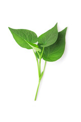 Tip of plu Kaow (Houttuynia cordata Thunb) isolated on white background , top view , flat lay.