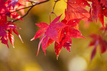 紅葉