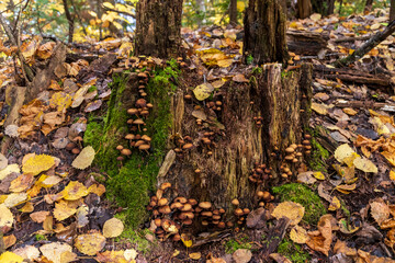 Mushrooms  on a trunk at La Mauricie national park in Quebec. Canada.