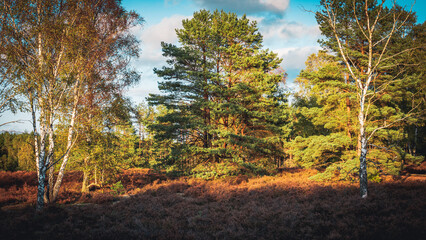 Naklejka premium Lüneburger Heide