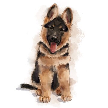 Watercolor illustration of a German Shepherd puppy on a white background, for a print, picture, logo, gift.