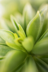 Green leaves succulent plant background macro with selective focus and blur
