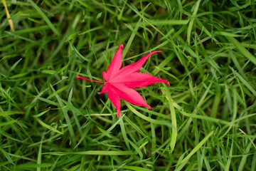 maple leaf on green grass autumn background In Color of the year 2023 vibrates with vim and vigor magenta