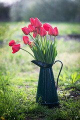 red tulips in a retro jug in the garden