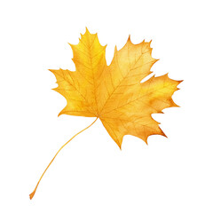 Fototapeta na wymiar Yellow Maple leaf. Watercolor illustration isolated on white background.