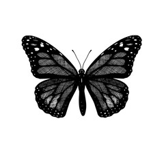Butterfly Monarch (Danaus Phlexipus, Common Tiger, wanderer). Hand drawn insects. Vector sketch detailed illustration.