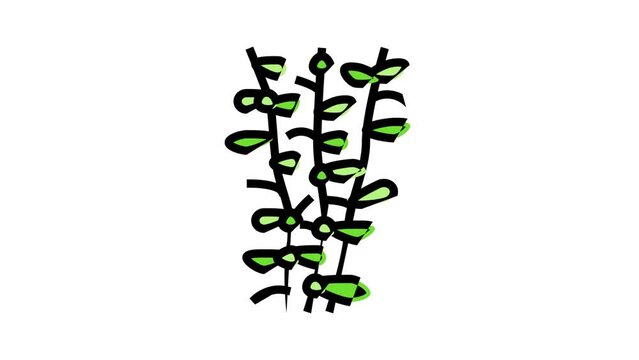 moneywort seaweed color icon animation