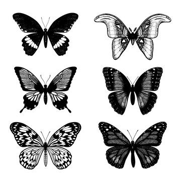 Tropical butterflies set:  Attacus Atlas, Monarch, Blue Moon, Driada (Paper Rice), Blue Morpho, Papilio, Swallowtail. Drawing insects. Hand drawn vector sketch detailed illustration.