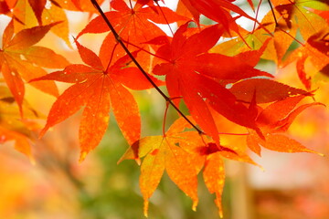 あたたかな色づき