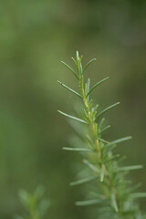 Rosemary (Salvia rosmarinus) growing in a garden. Natural green garden background. Focus on rosemary sprig in the foreground. Soft natural sunlight. 
