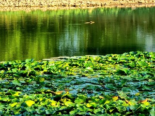 lilies in the pond