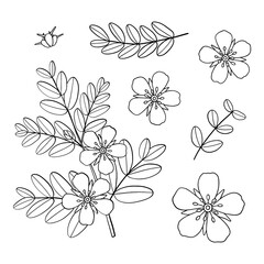 Tribulus terrestris plant. Hand drawn outline vector illustration.