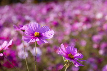 コスモス