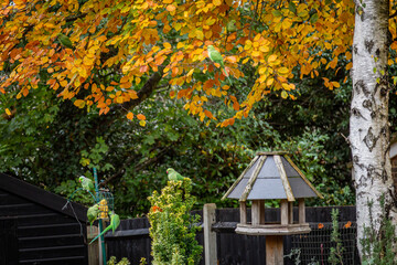 Colourful Parakeets Feeding in a Surrey Garden