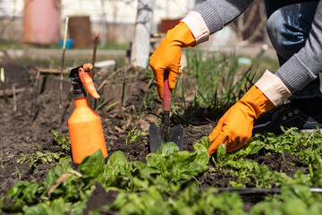 Fototapeta premium Picking spinach in a home garden. Bio spanach