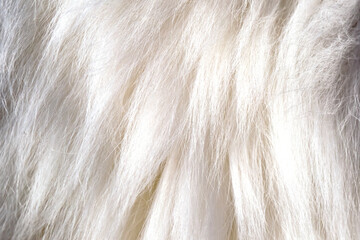 Angora goat wool close-up. Mohair.  . Yarn production.