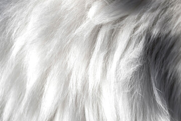 Angora goat wool close-up. Mohair.  . Yarn production. - 550851486