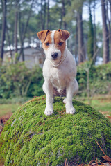 Pure breed Jack Russell Terrier dog with broken hair posing on a rock outdoors.