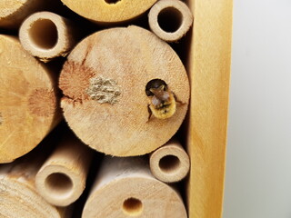 Biene klettert in ein Insektenhotel