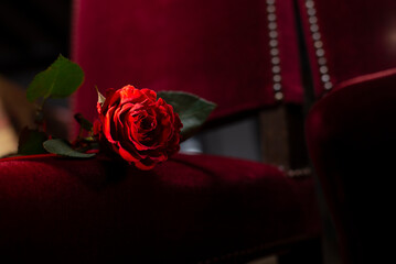 red rose on a red chair