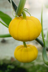 Golden Pumpkin in Agricultural greenhouse farm.