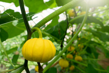 Golden Pumpkin in Agricultural greenhouse farm.