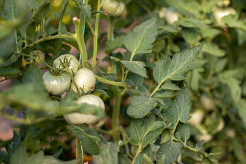 The green tomatoes in the vegetable garden.Tomatoes grown and cared for in the yard, waiting to ripen to be harvested