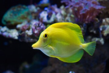 yellow tang swim in reef marine aquarium design, demanding species for experienced aquarist require care, popular pet fluorescent in LED actinic blue low light, live rock coral frag blurred background