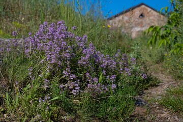 creeping thyme bush, small pink flower tender inflorescence bloom, medicinal herb in morning sun, blur green grass, deep blue sky background, popular ecotourism hiking route path, peace leisure