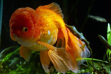 juvenile oranda goldfish in pet shop, bright yellow and orange Eastern ornamental breed of wild...