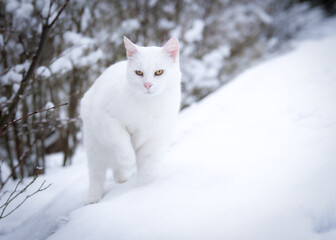 Fototapeta premium Weißer Kater im Schnee