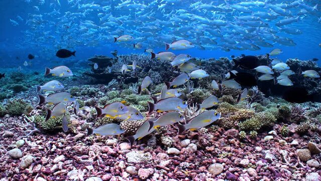 Underwater shot of pristine coral reef with schools of tropical fish