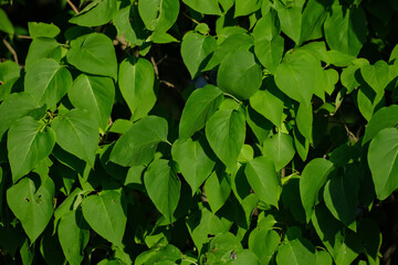 Summer green lilac bush. Leaves background, nature texture.