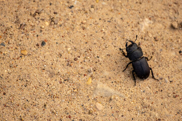 One big black beetle sits on gray sand in nature
