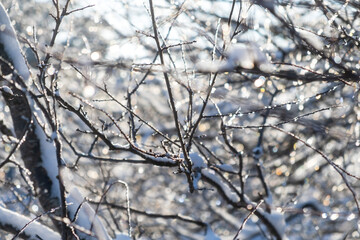 Snow tree icicle. Winter natural background. The bright sun highlights the fragile icicle. The concept of melting snow, warm spring rays. Snow-covered black branches in close-up on a blurry background