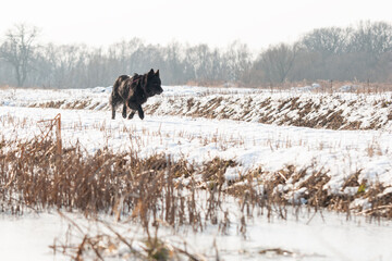 Winter black dog