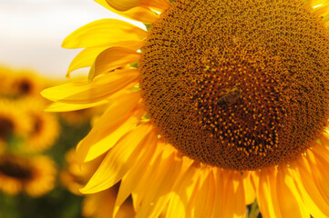 Yellow half sunflower with focus on seeds