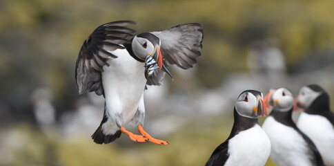 Puffin coming in to land on the Farne Islands, UK