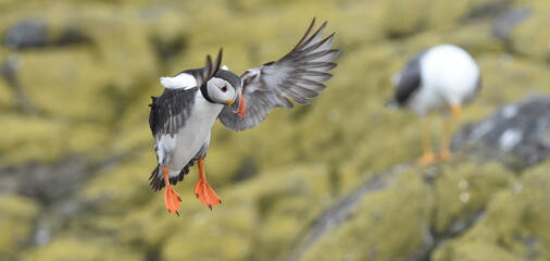 Puffin coming in to land on the Farne Islands, UK