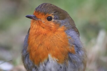 robin in the grass
