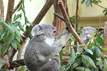 Koala frisst Eukalyptus-Blatt