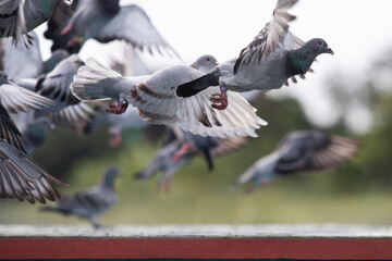 speed racing pigeon flying over home loft trap
