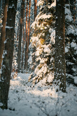 Obraz premium Beautiful winter panorama. The landscape of pine trees is covered with a fresh snow. Pine trees covered with snow on frosty evening.