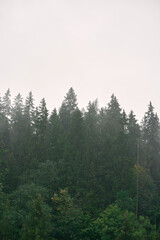 Mountain forest panorama. Natural background of the woods.