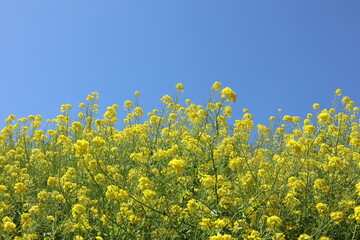 青空と菜の花