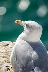 Gaviota mirando el horizonte del mar Mediterráneo de Benidorm con sus ojos amarillos con el agua azul de fondo desenfocado.