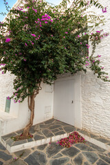 Fototapeta na wymiar Puerta de una de las blancas casa que tiene el precioso pueblo pesquero de Cadaqués con un árbol verde con flores rosas justo en la puerta.